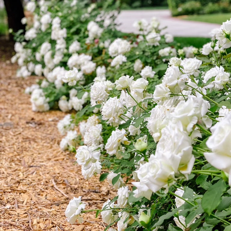 Pope John Paul II Potted Tree Rose