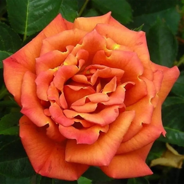 Pumpkin Patch™ Bare Root Rose Bush