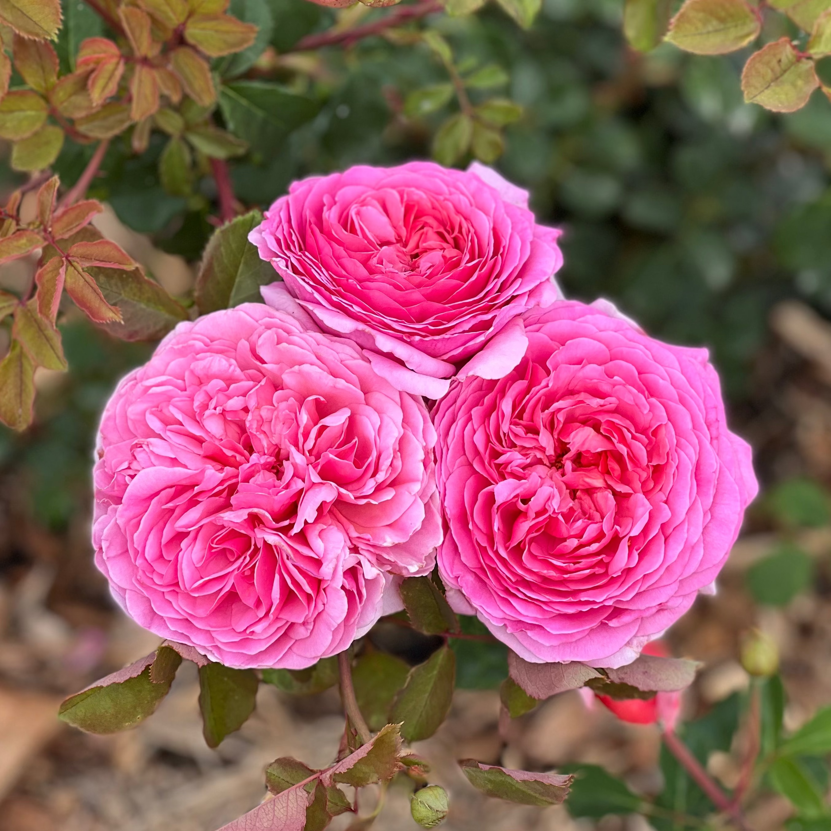 David Austin® Princess Alexandra of Kent Potted Rose Bush