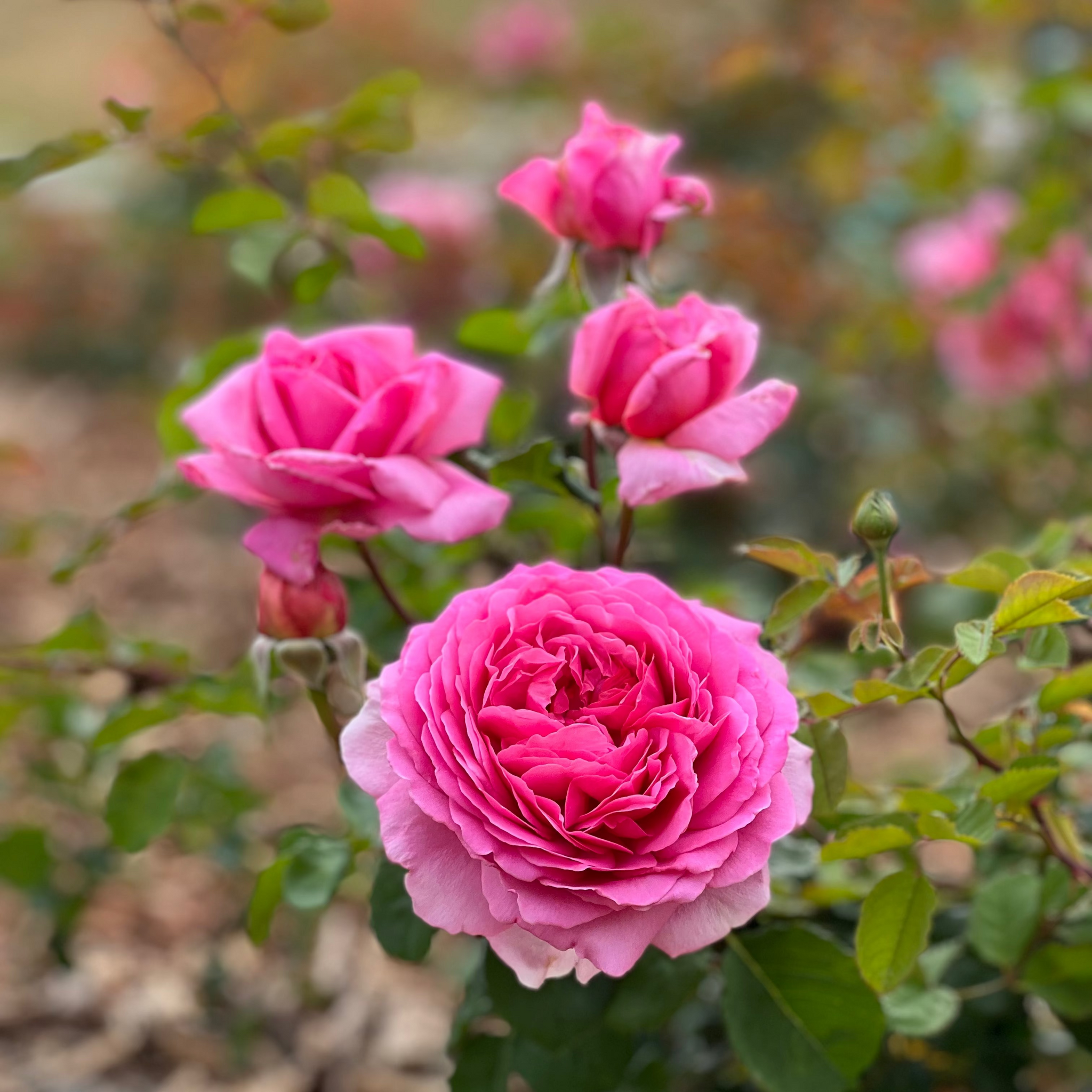 David Austin® Princess Alexandra of Kent Potted Rose Bush - Grace