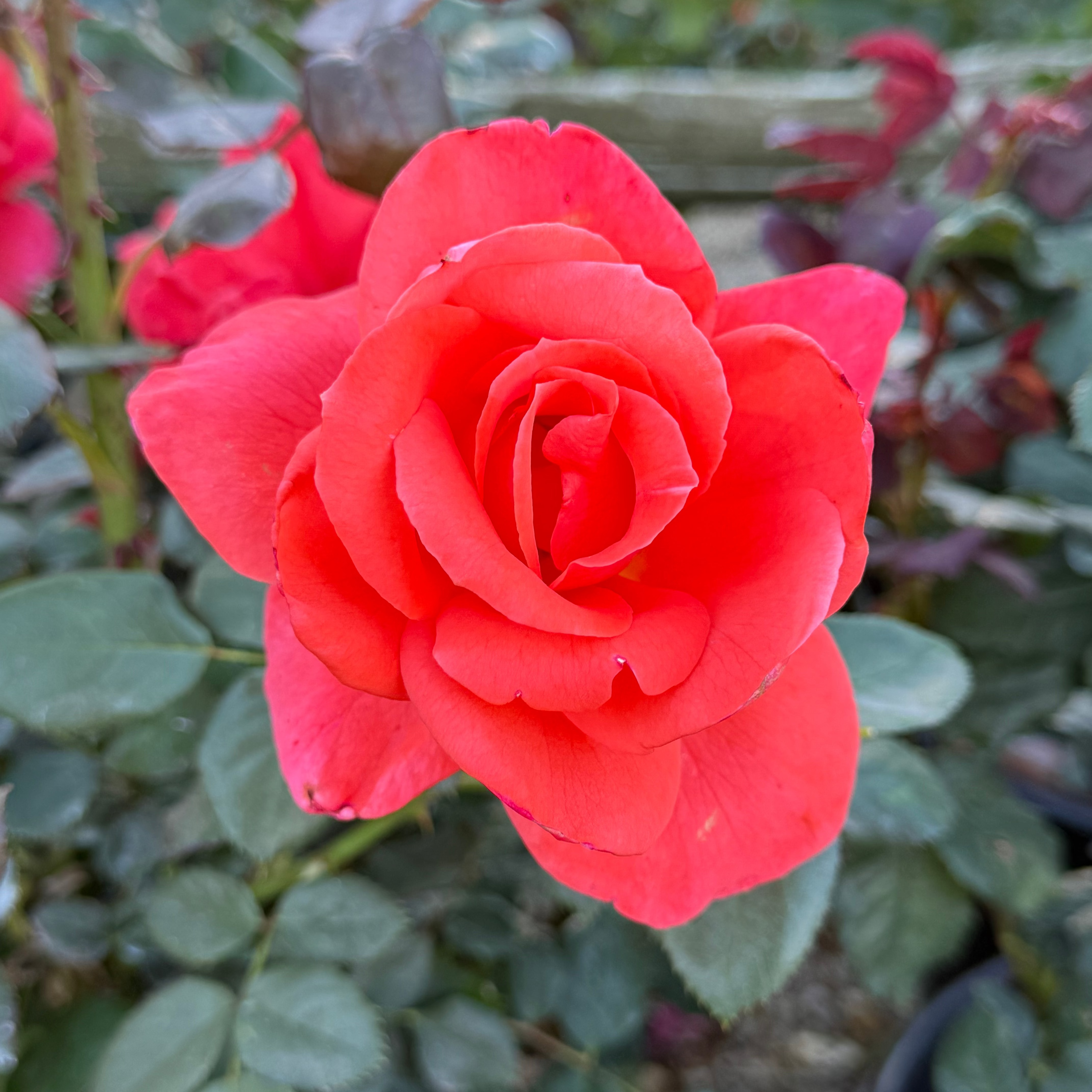 Lasting Peace™ Potted Rose Bush