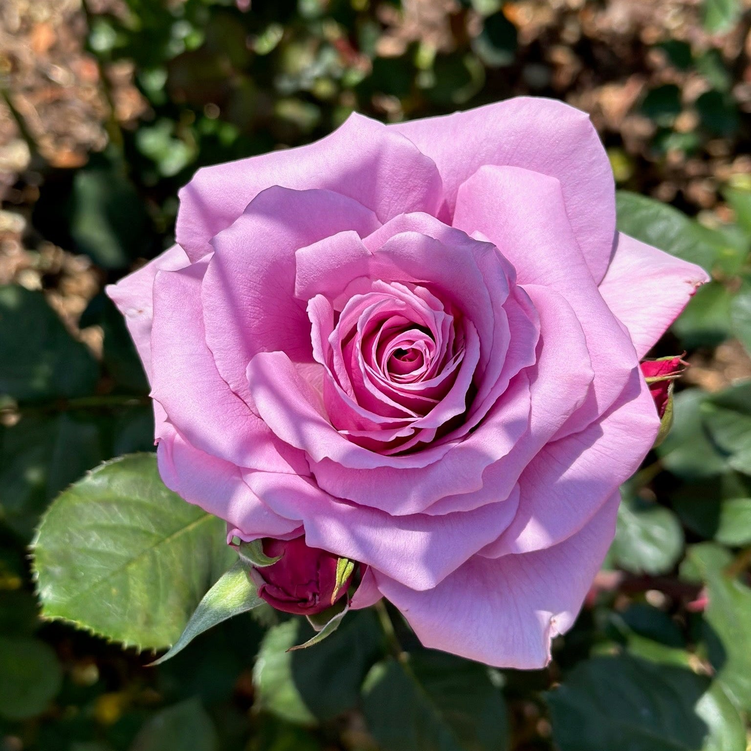 Close-up of a pink rose with green leaves in the background