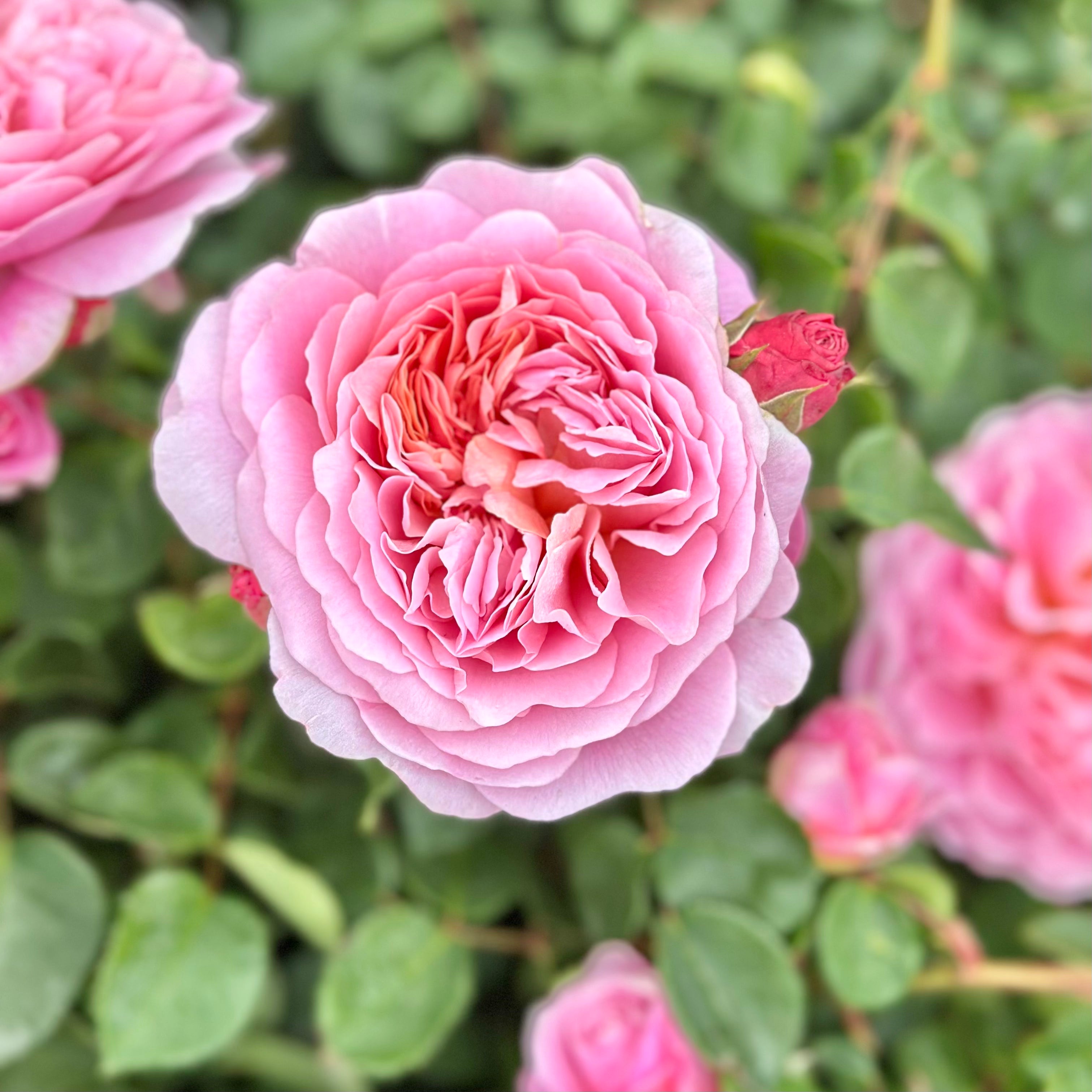 David Austin® Boscobel® Potted Rose Bush