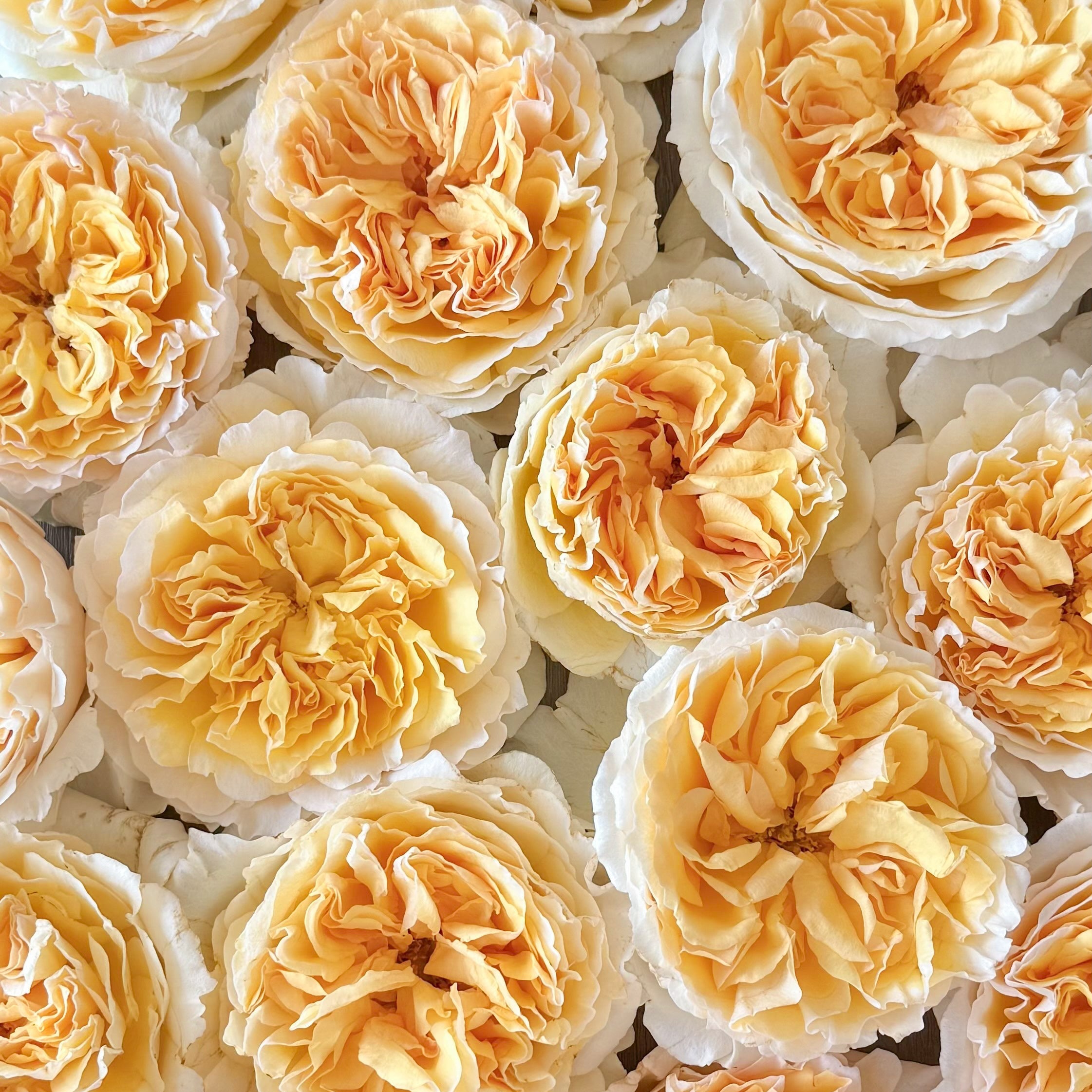 David Austin® Effie™ Bouquet