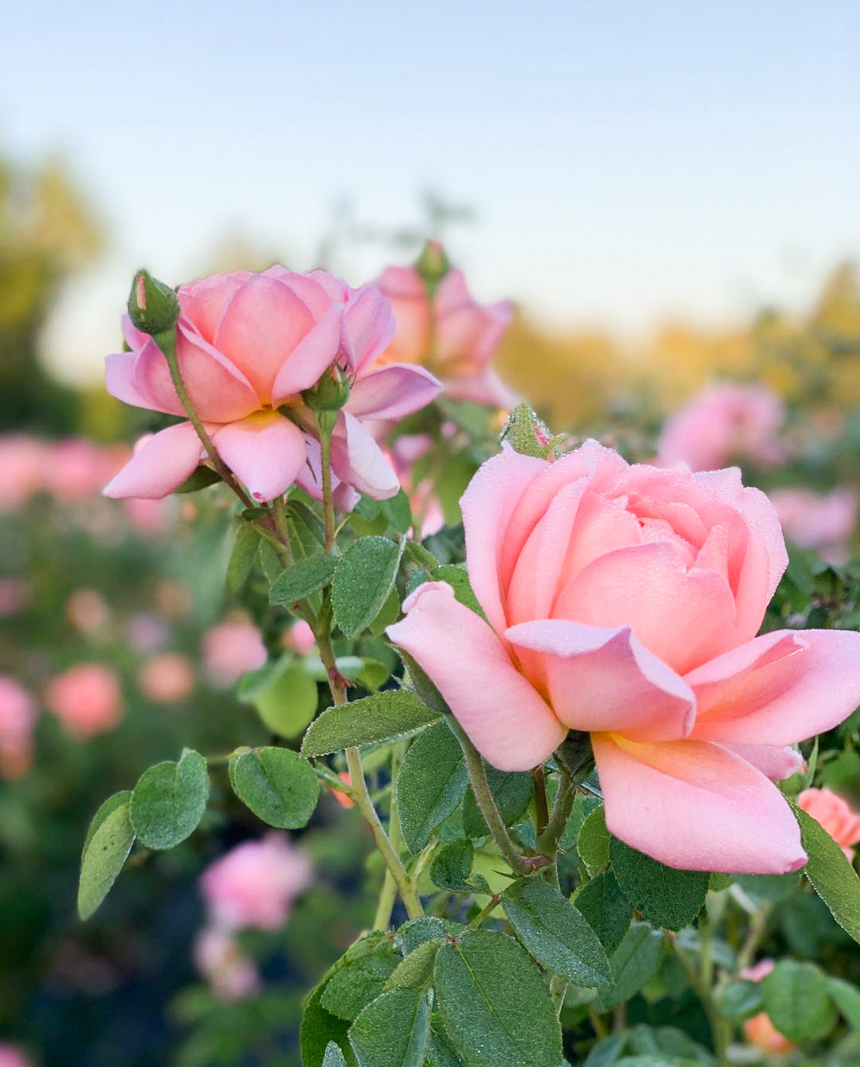 David Austin® Carding Mill® Potted Rose Bush