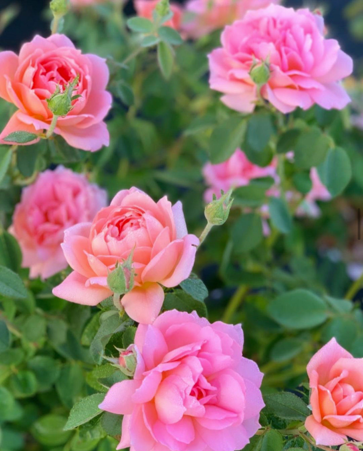 David Austin® Carding Mill® Potted Rose Bush
