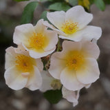 Sally Holmes Climbing Potted Rose Bush