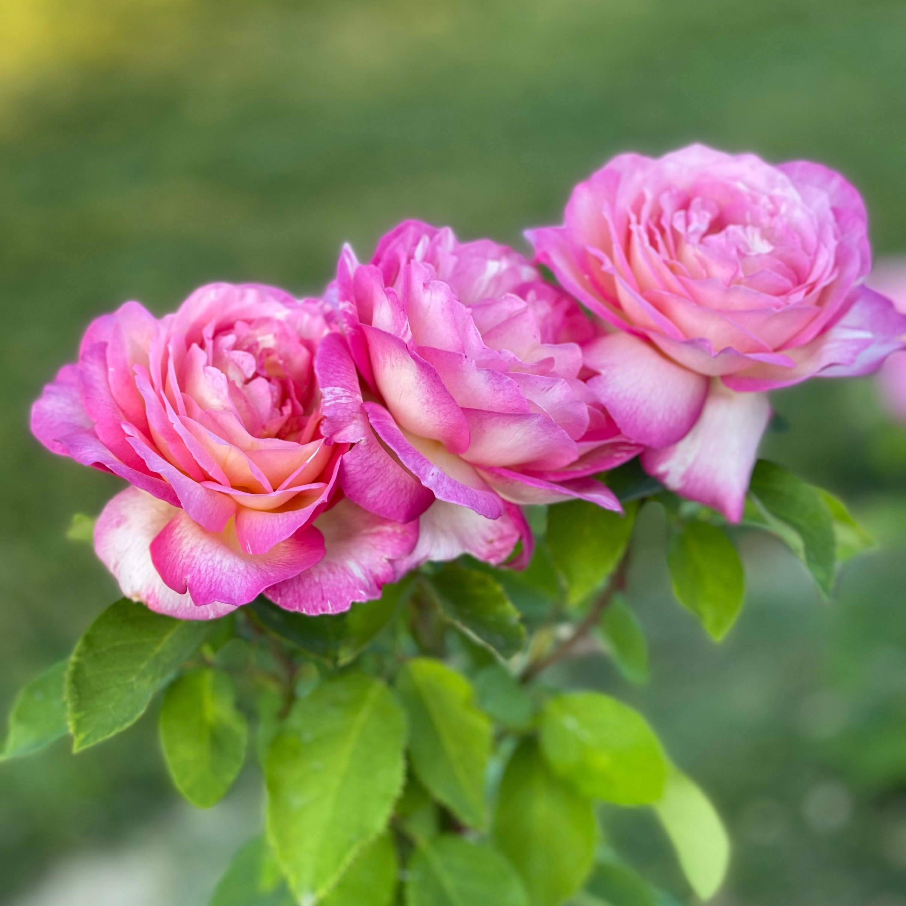 Marc Chagall ™ Potted Rose Bush