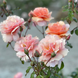 Sunbelt® Soul Sister™ Potted Rose Bush