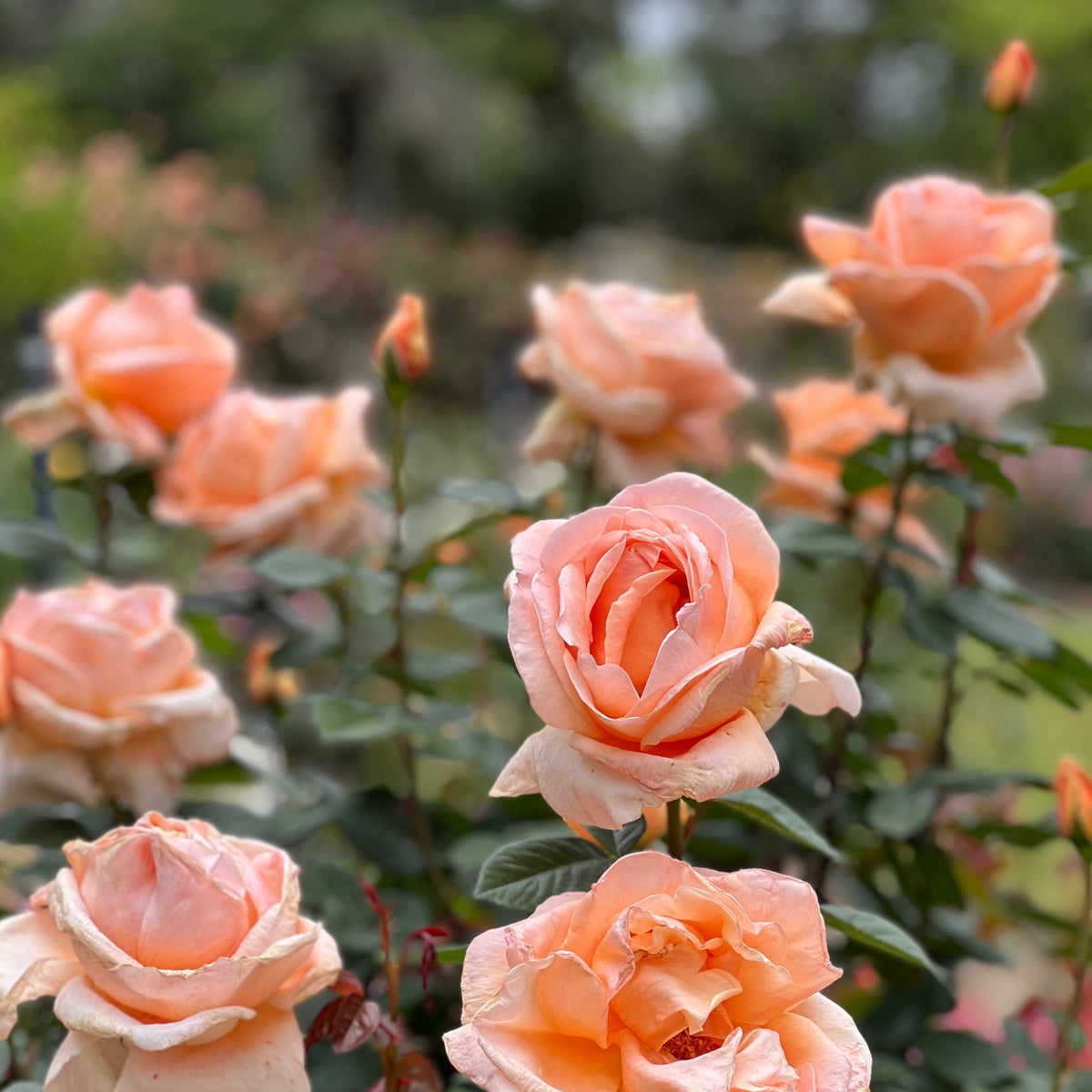 Abbaye de Cluny™ Bare Root Rose Bush