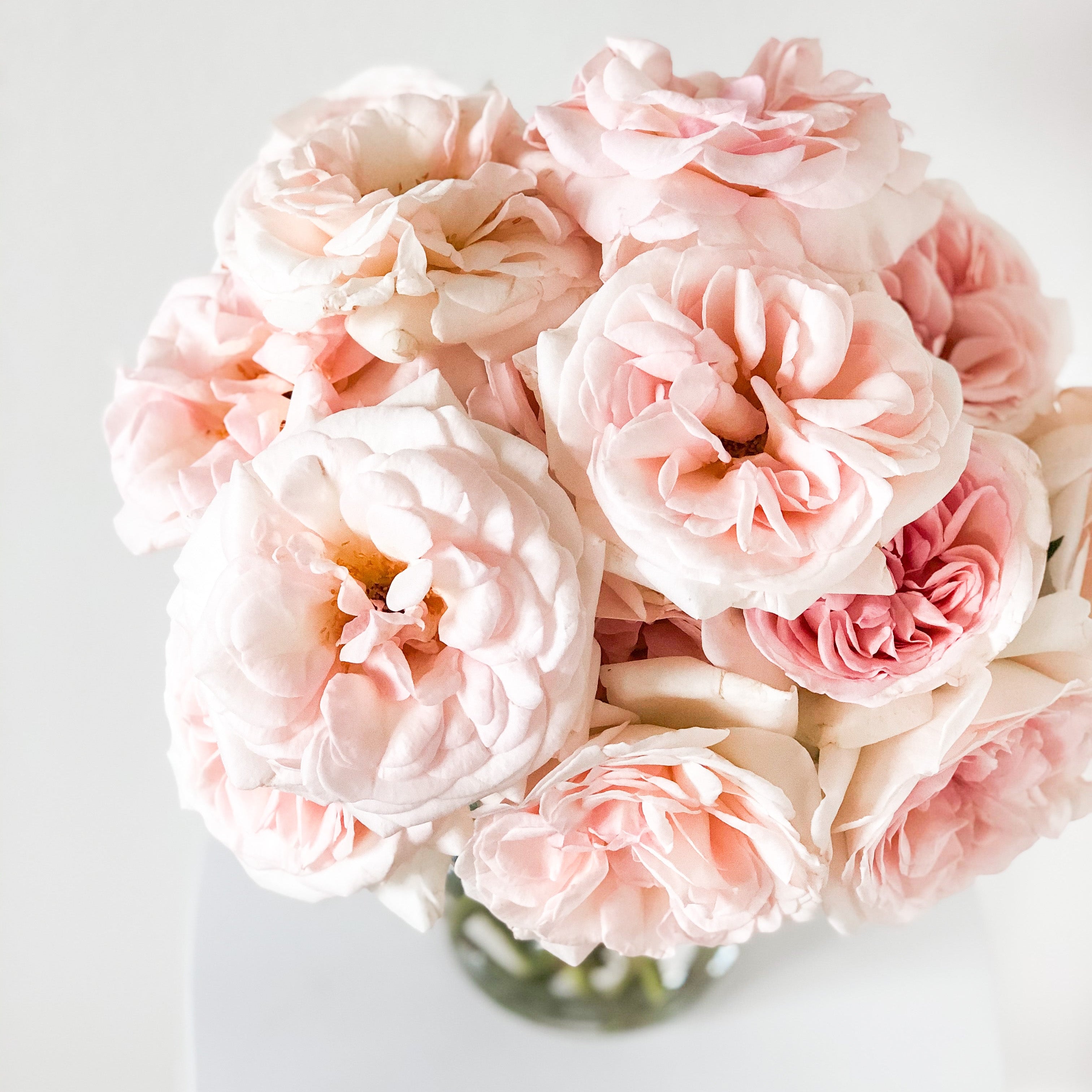 Francis Meilland® Potted Rose Bush