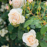 Easy to Please® Potted Tree Rose