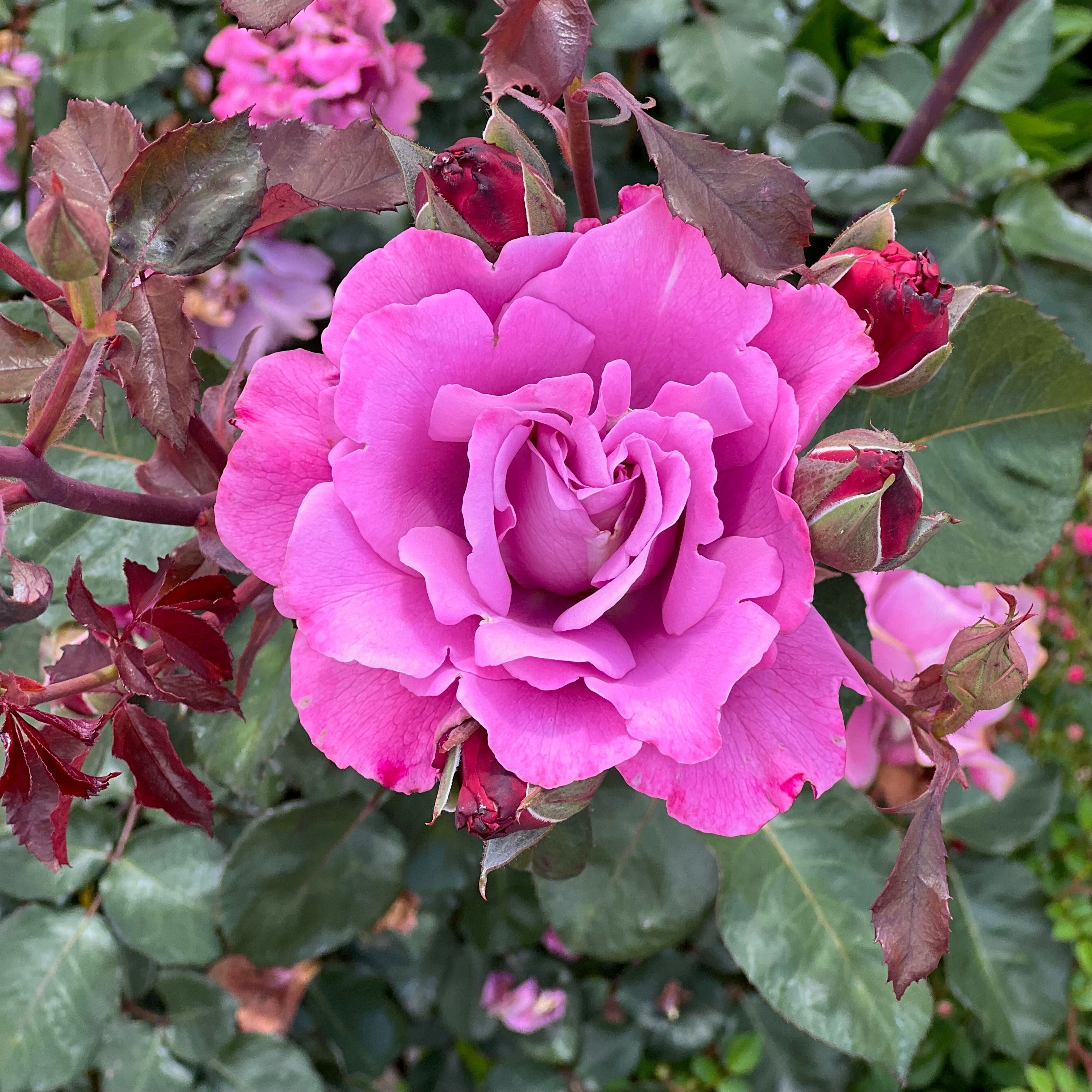 Angel Face Potted Rose Bush