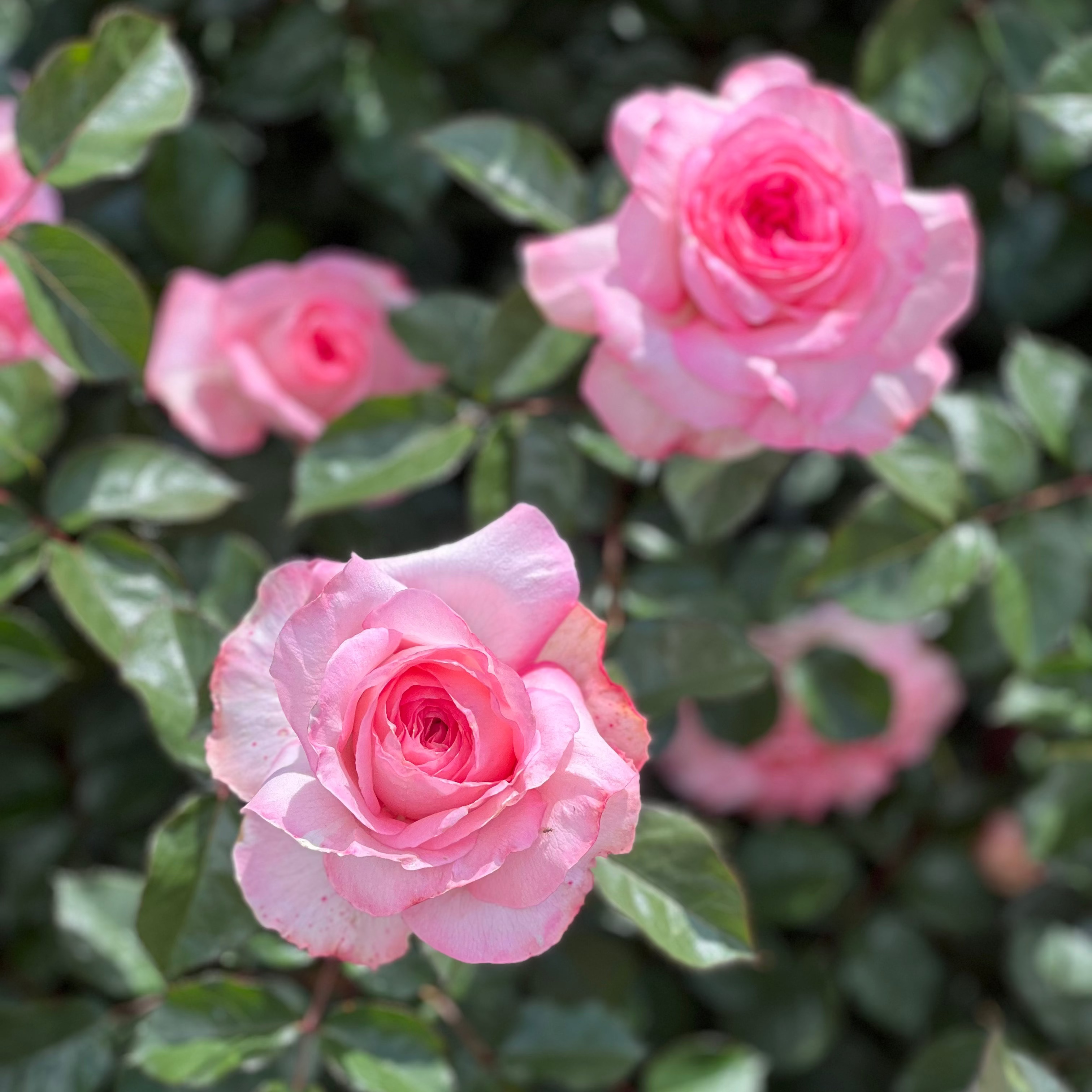 Sunbelt® Savannah™ Bare Root Rose Bush