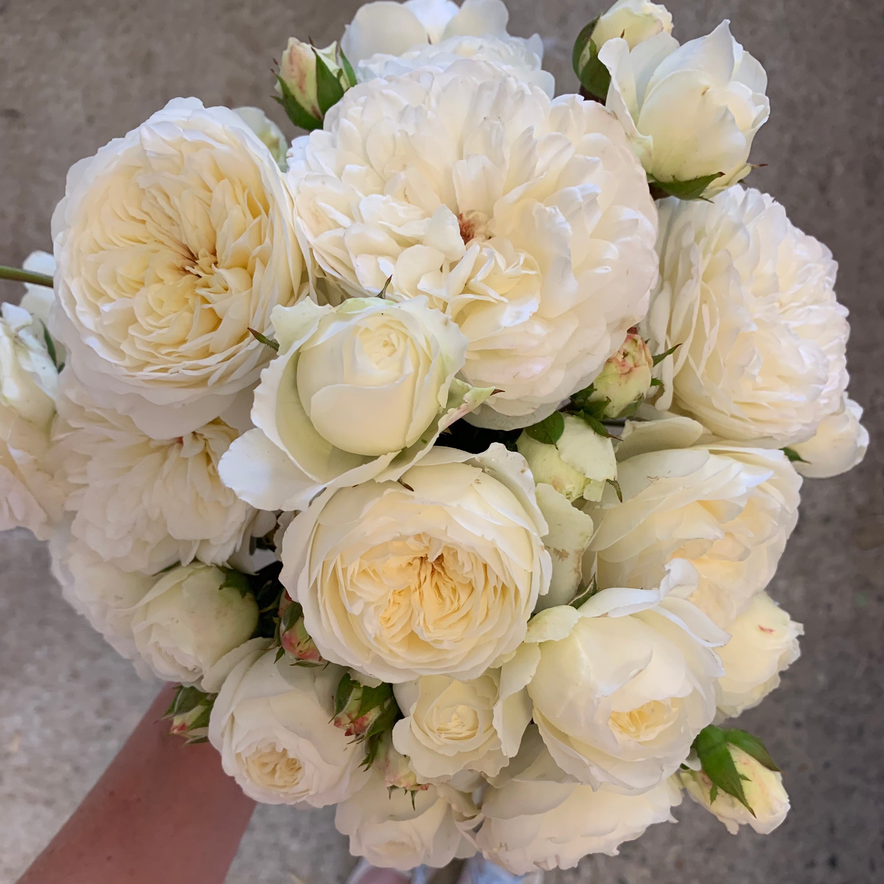 David Austin® Tranquillity Potted Tree Rose