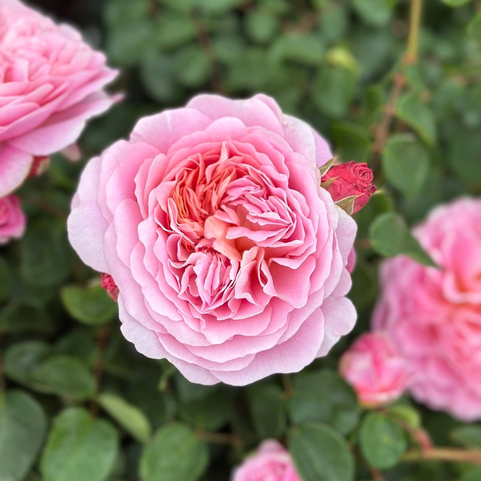 Close-up of a pink rose with green leaves in the background