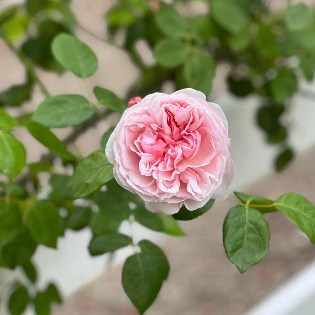 St. Swithun Rose Bush