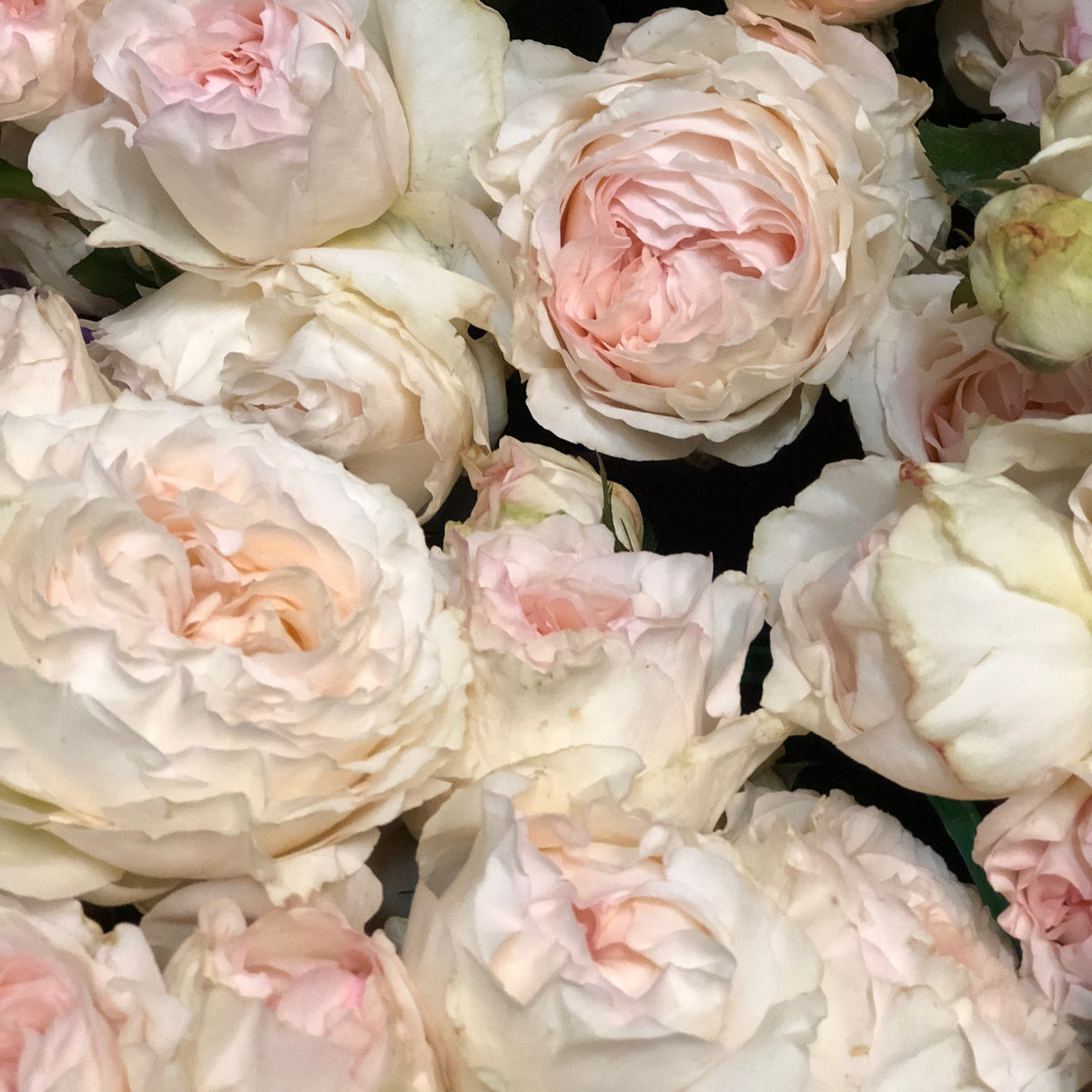Classic Woman™ Bare Root Rose Bush