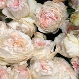 Classic Woman™ Bare Root Rose Bush