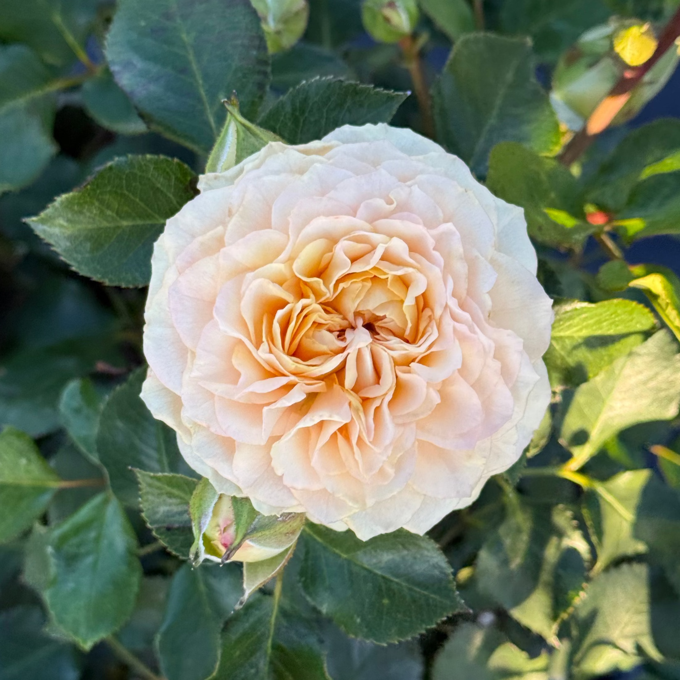 Sancerre Potted Rose Bush