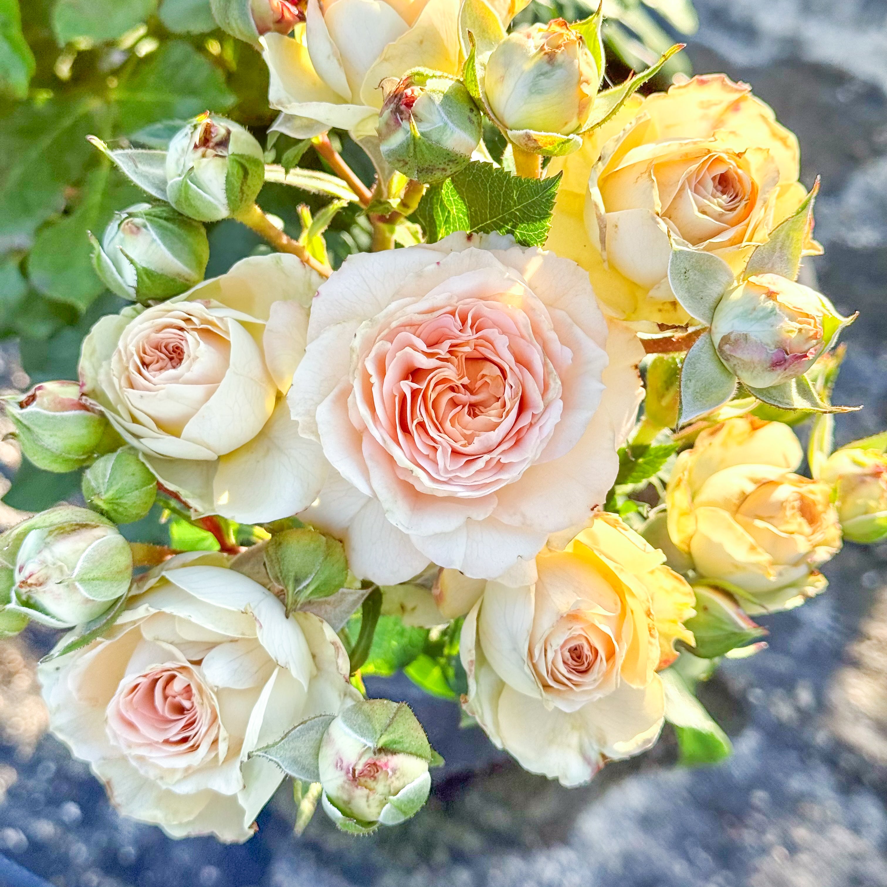 Sancerre Potted Rose Bush