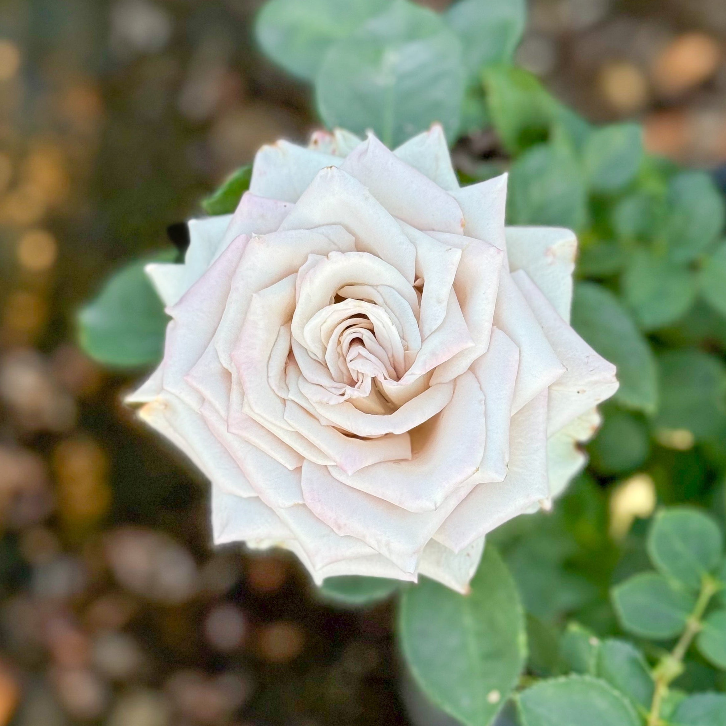 Close-up of a white rose surrounded by green leaves with a blurred background