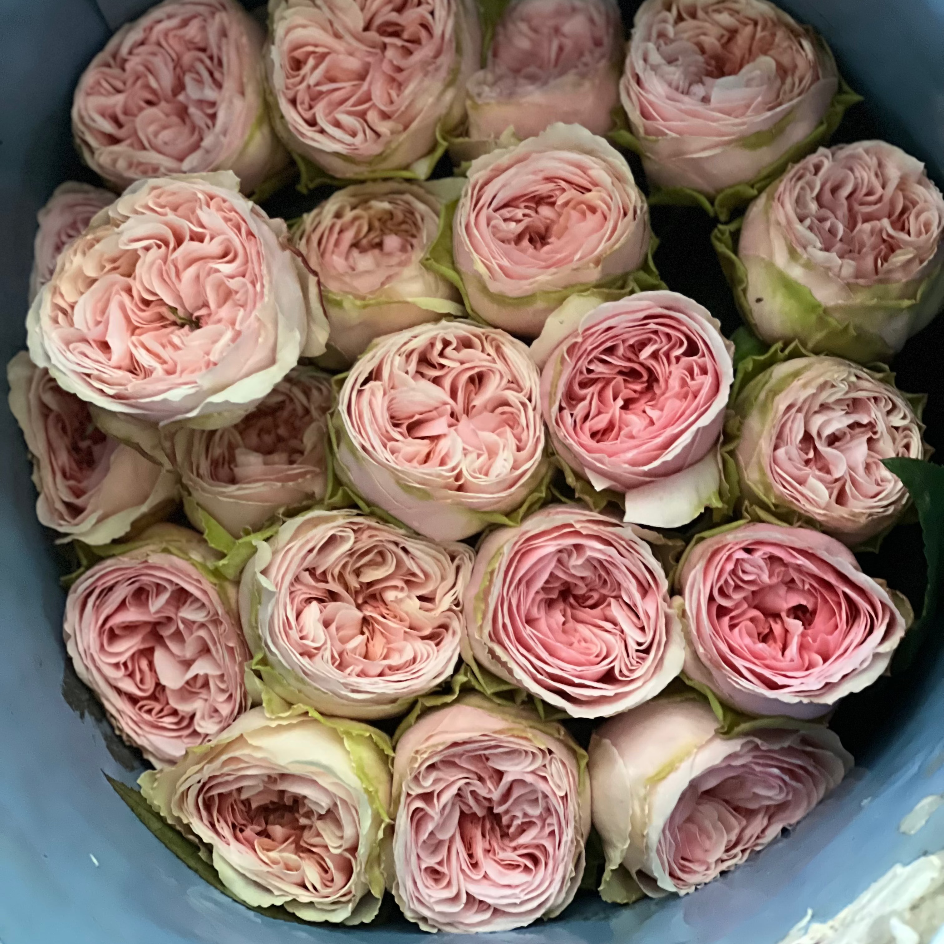 The Rose Immersion - A Colombian Floral Retreat at the World's Finest Rose Farm (Deposit)