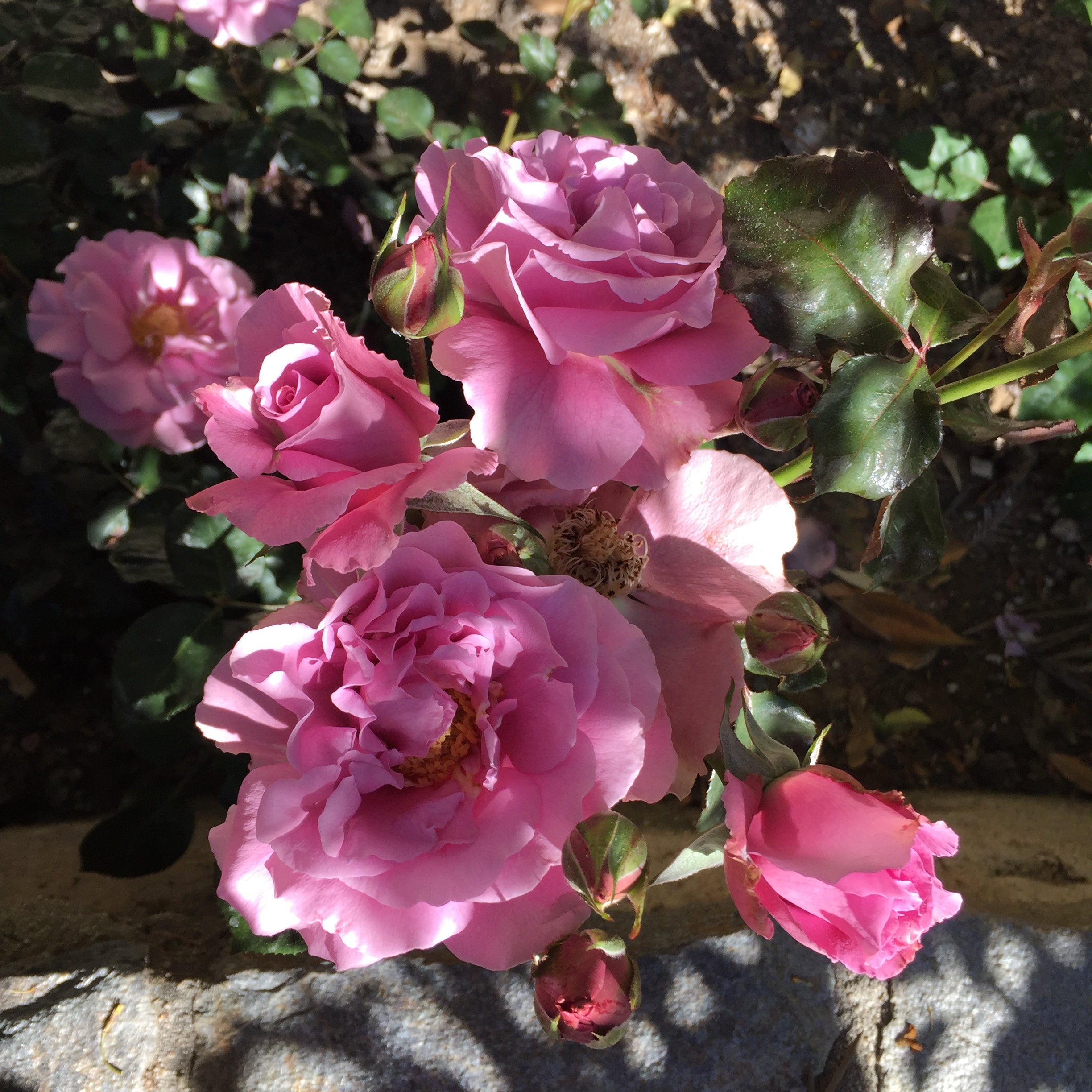 Angel Face Potted Rose Bush