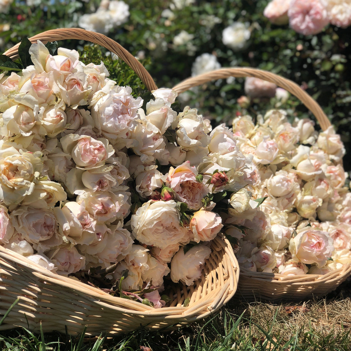 Classic Woman™ Bare Root Rose Bush
