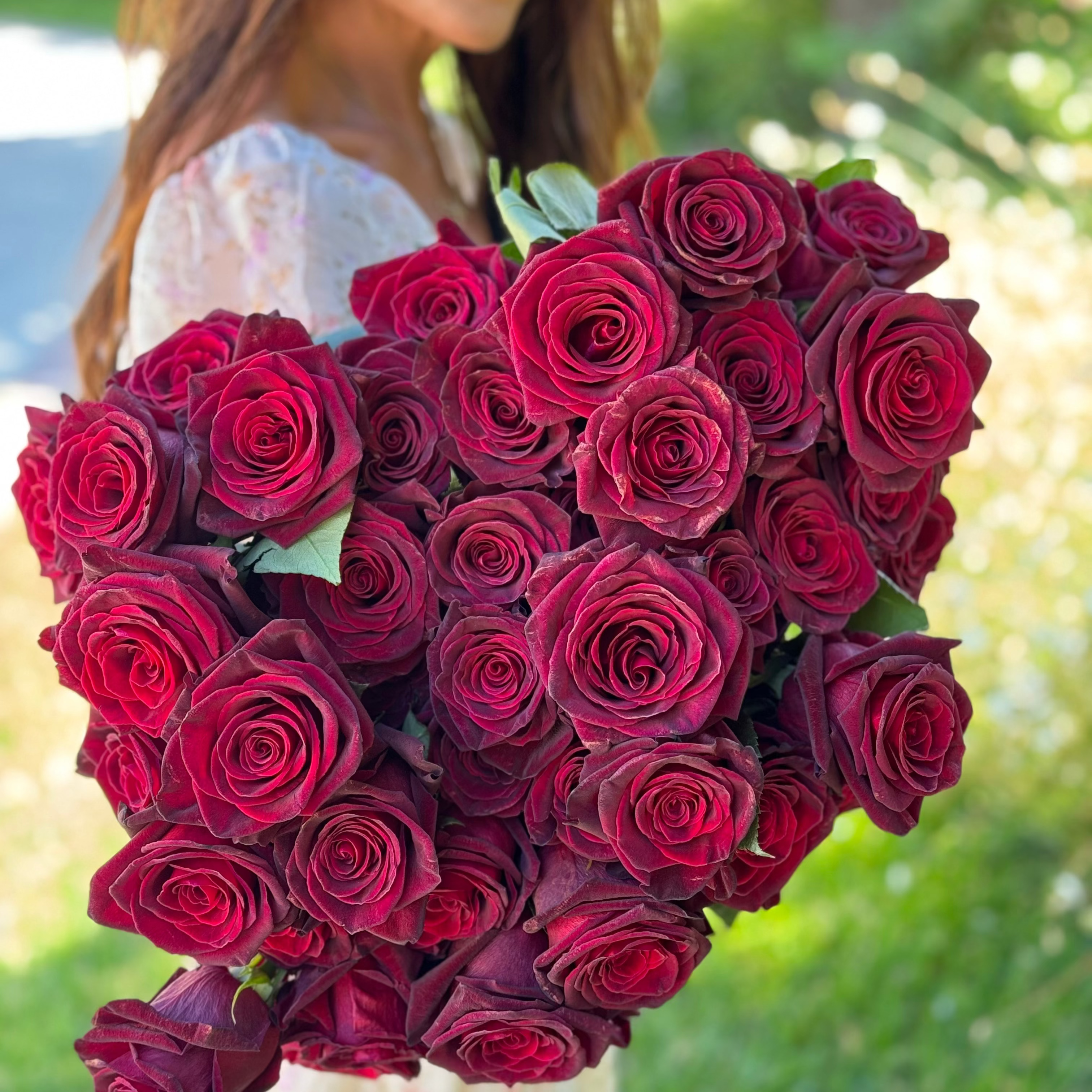 Black Baccara® Bare Root Rose Bush