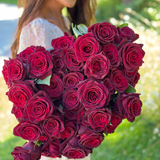 Black Baccara® Bare Root Tree Rose