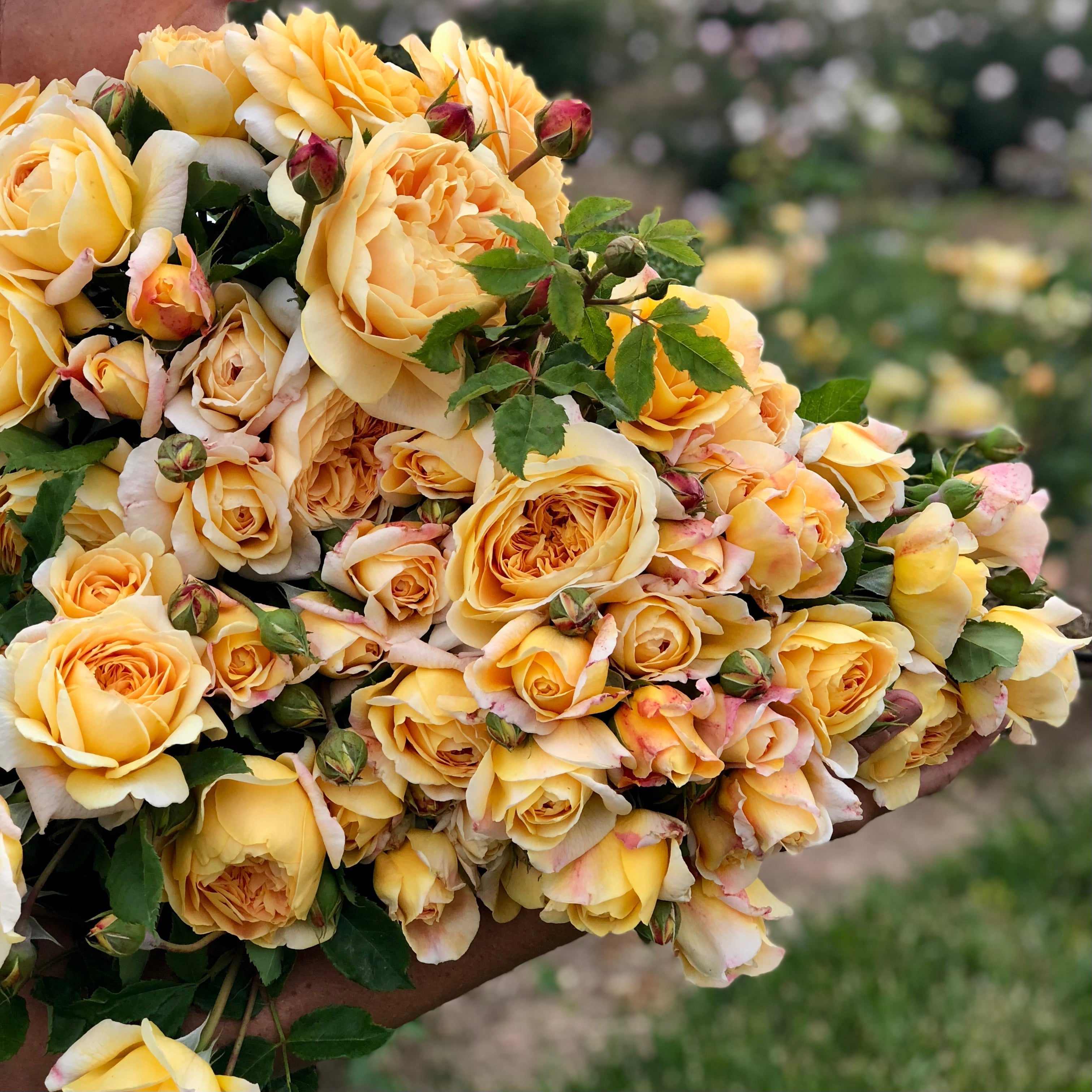 David Austin® Golden Celebration® Potted Climbing Rose