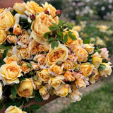 David Austin® Golden Celebration® Potted Climbing Rose