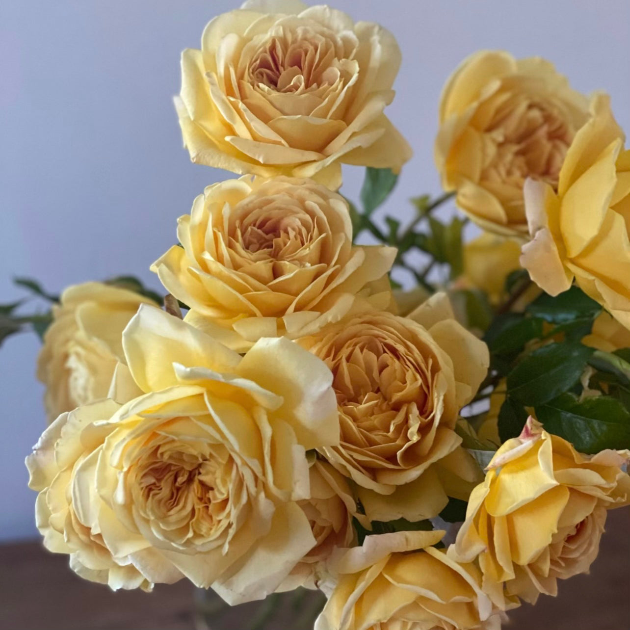 David Austin® Golden Celebration® Potted Climbing Rose