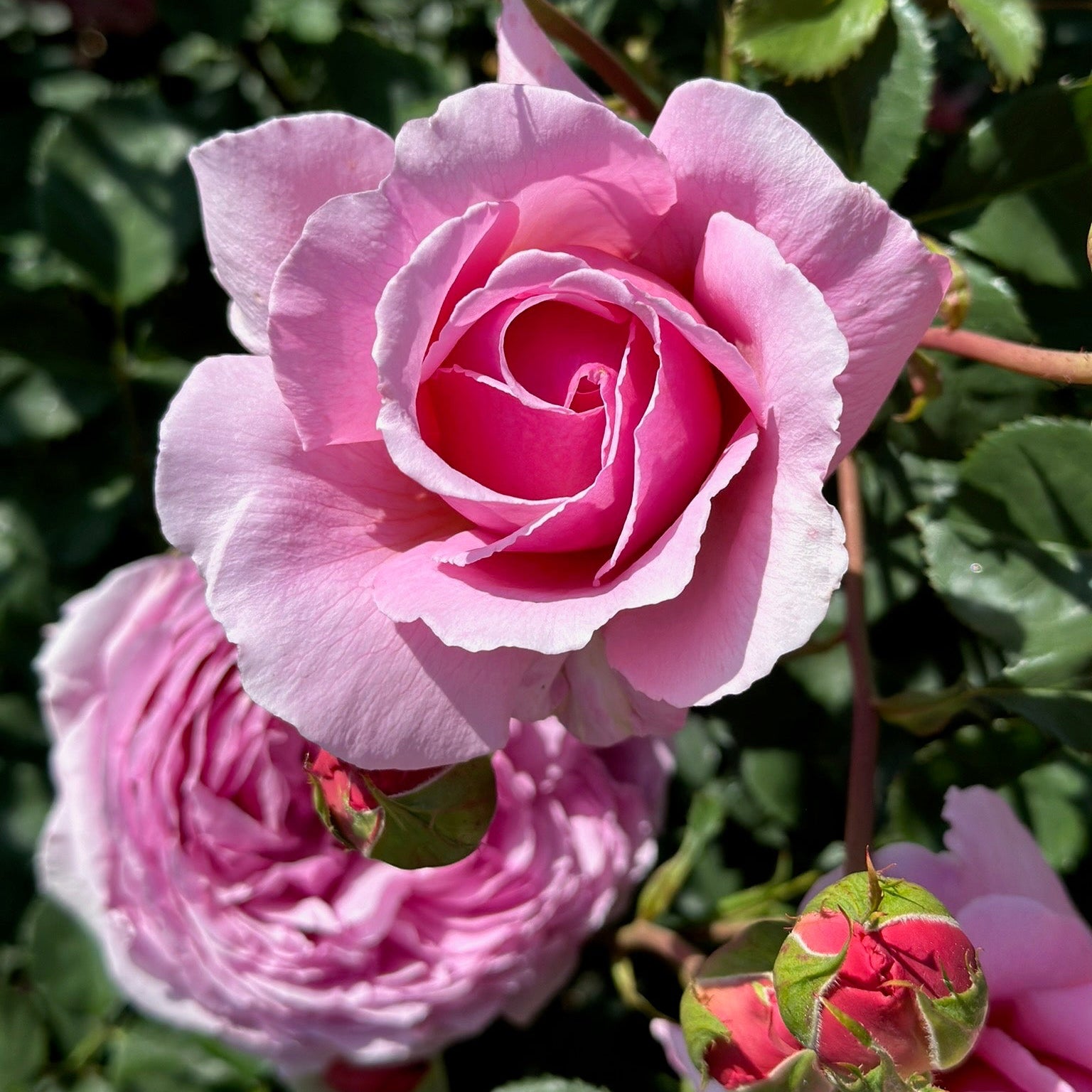 Close-up of a pink rose with green leaves in the background