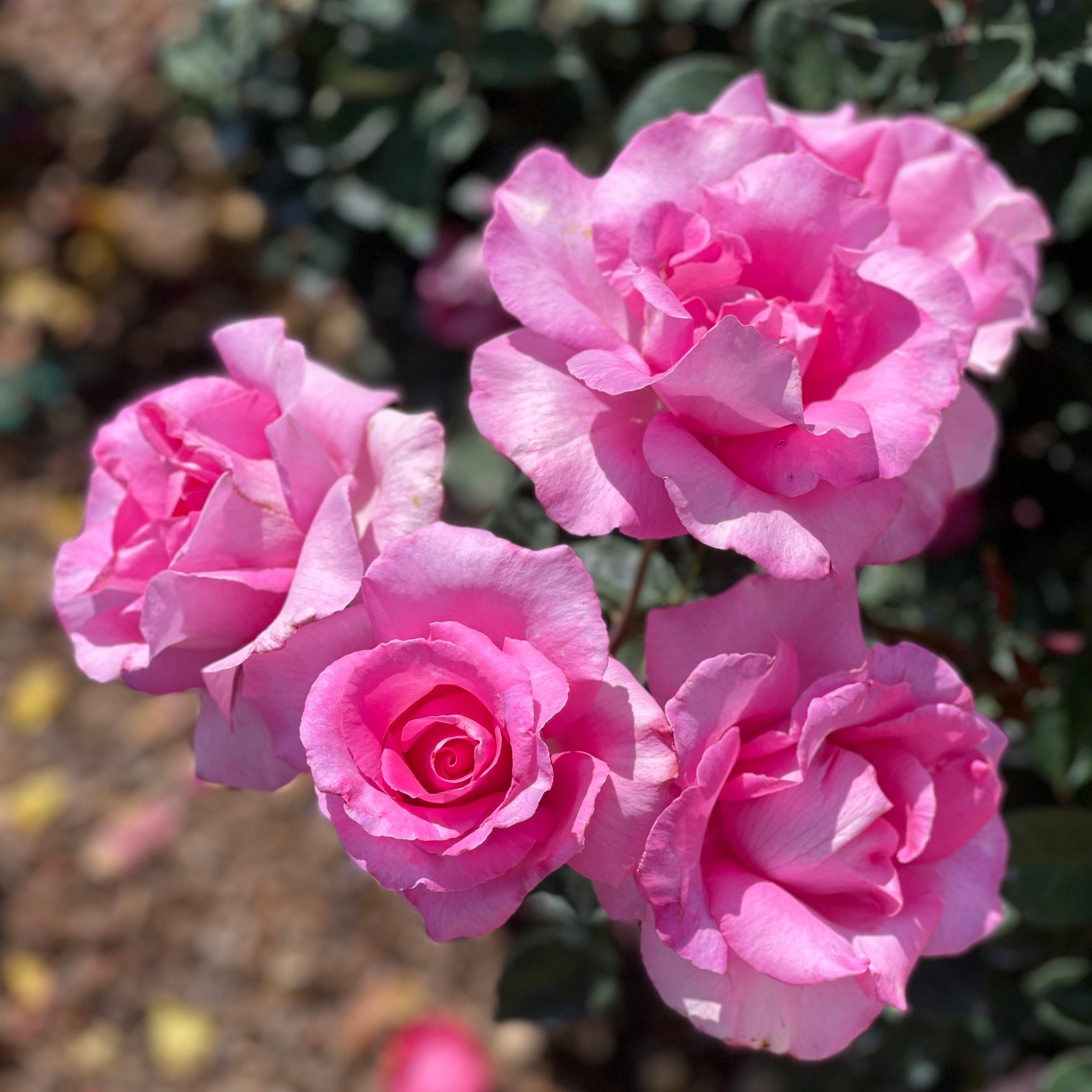 The McCartney Rose® Potted Rose Bush