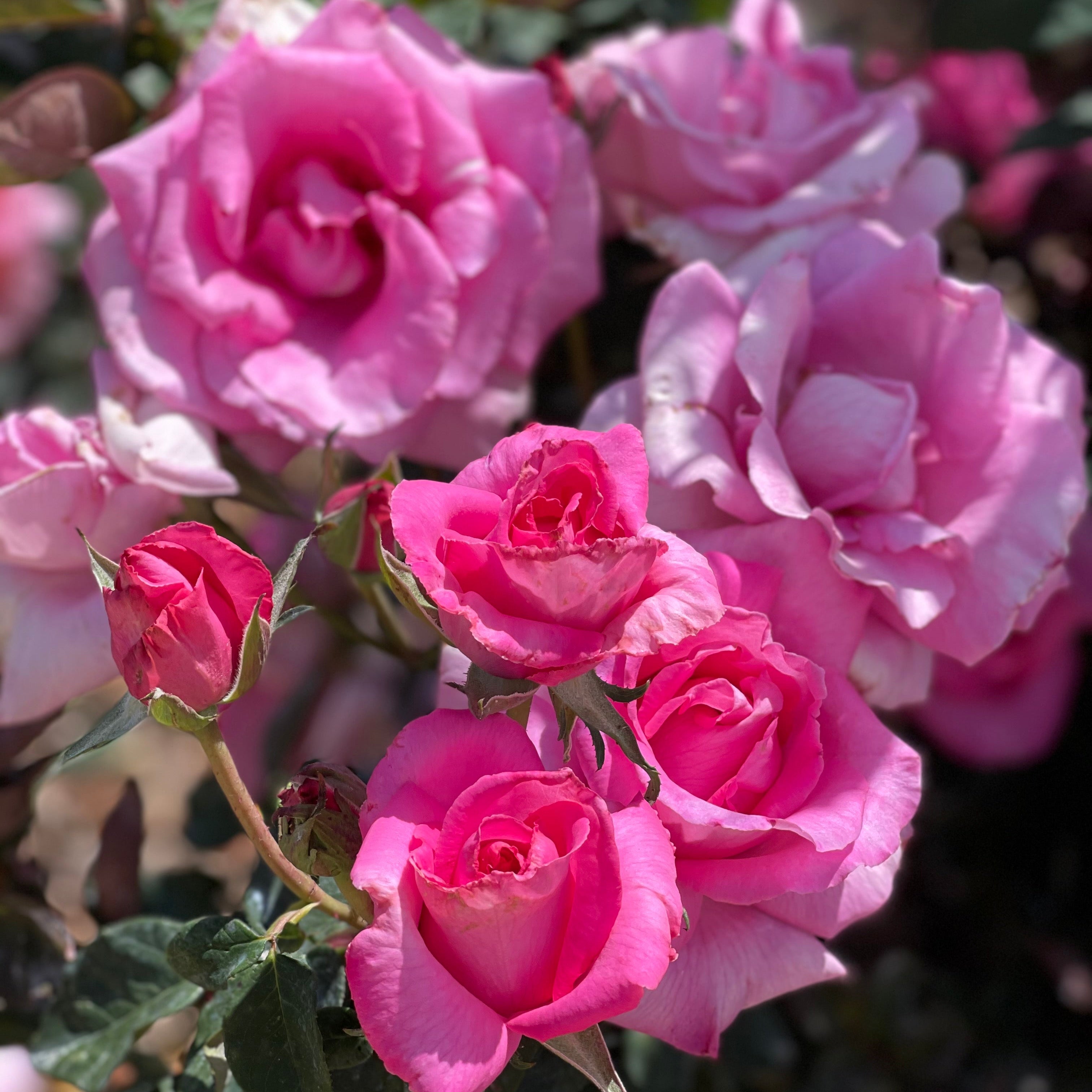 The McCartney Rose™ Bare Root Rose Bush