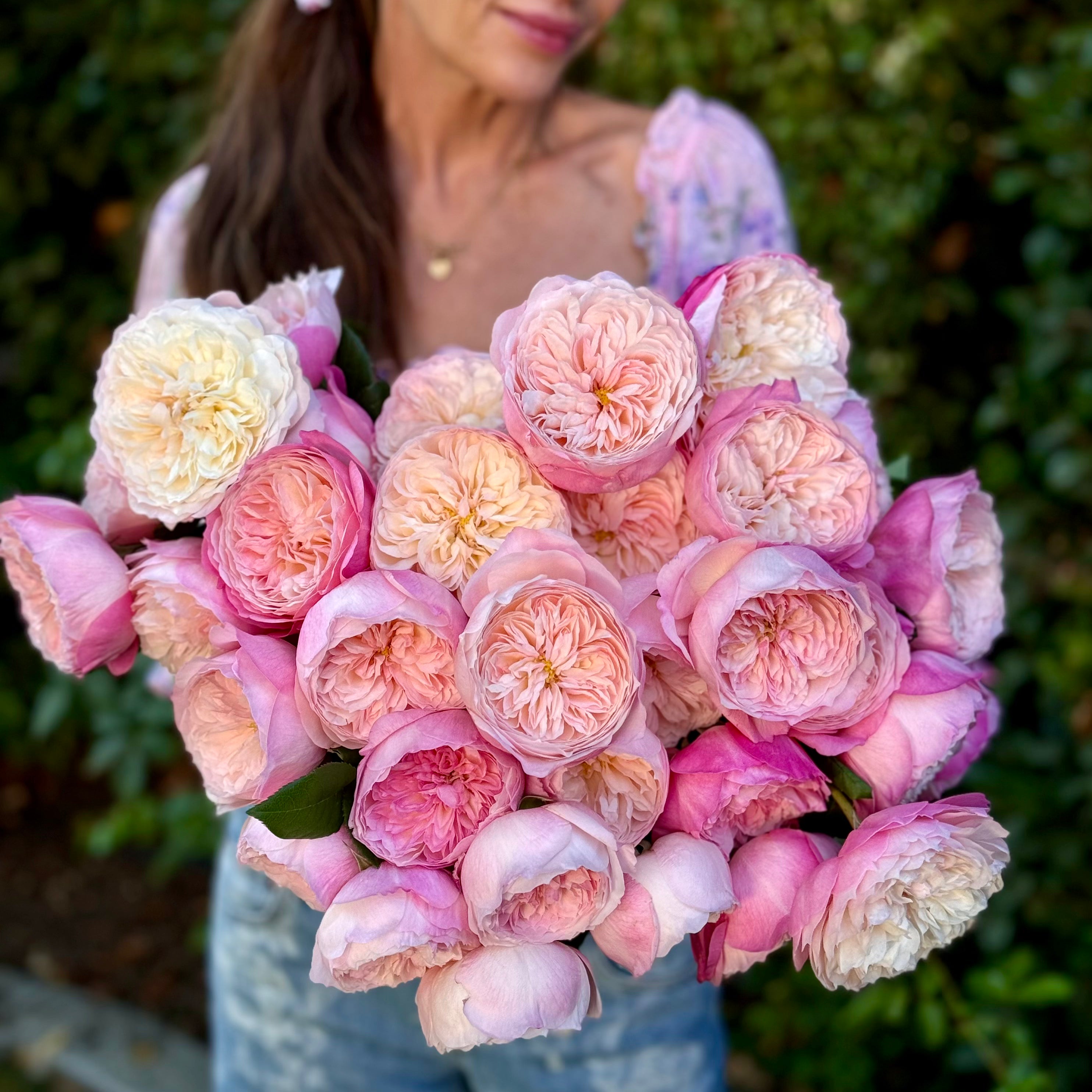 David Austin® Constance™ Garden Rose Bundle