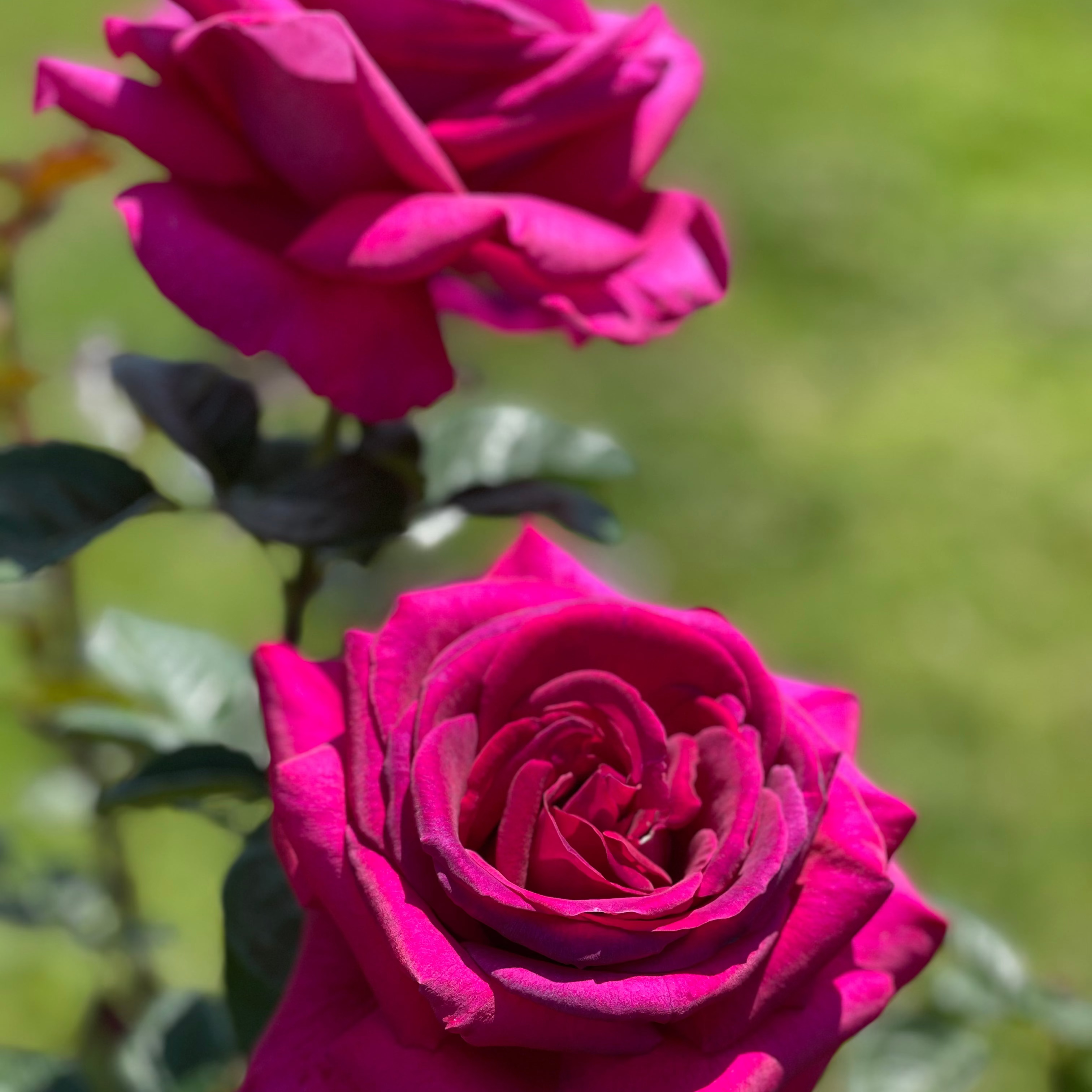 Stiletto™ Potted Tree Rose