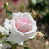 Meredith™ Potted Rose Bush