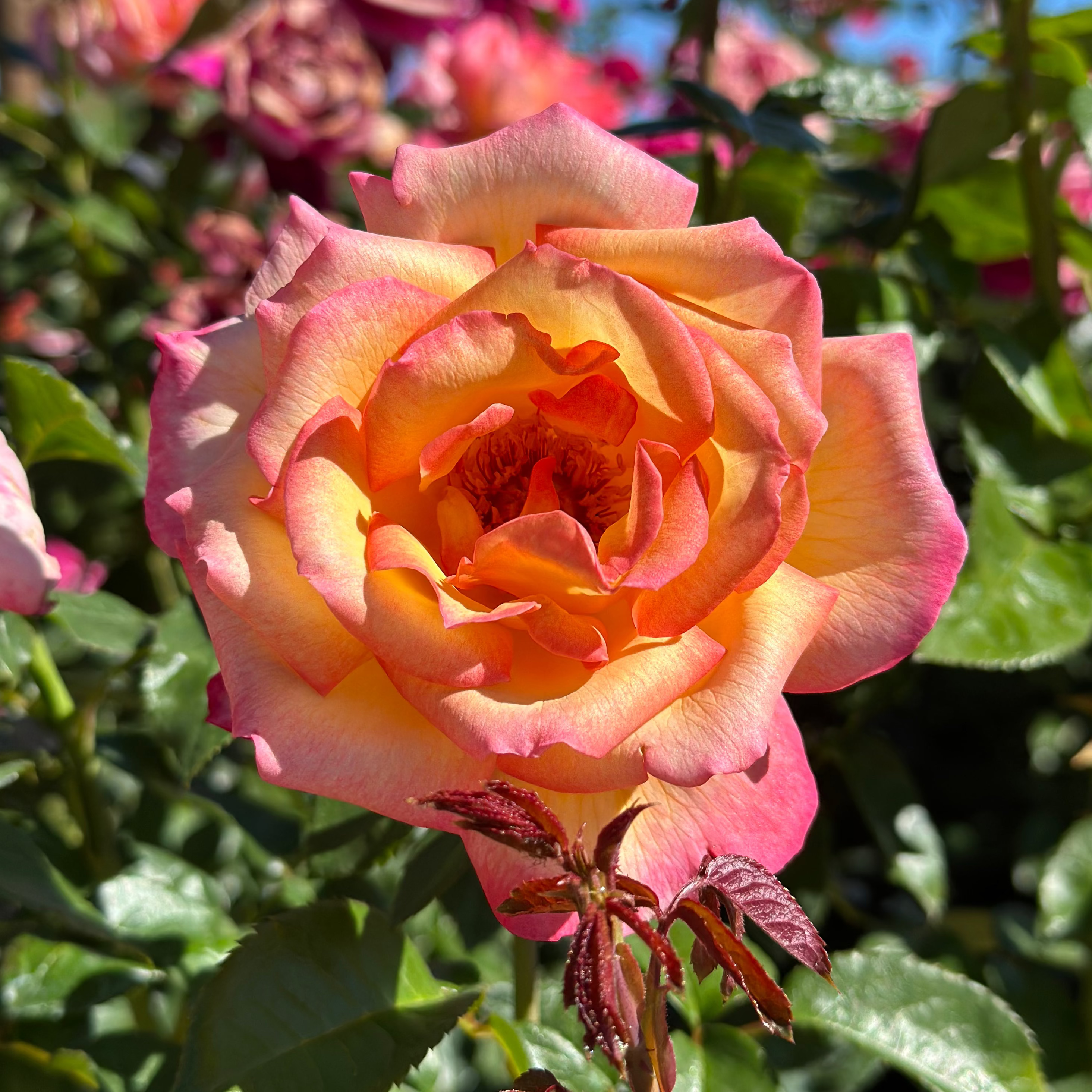 Sheila's Perfume Potted Rose Bush