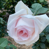 Meredith™ Potted Rose Bush