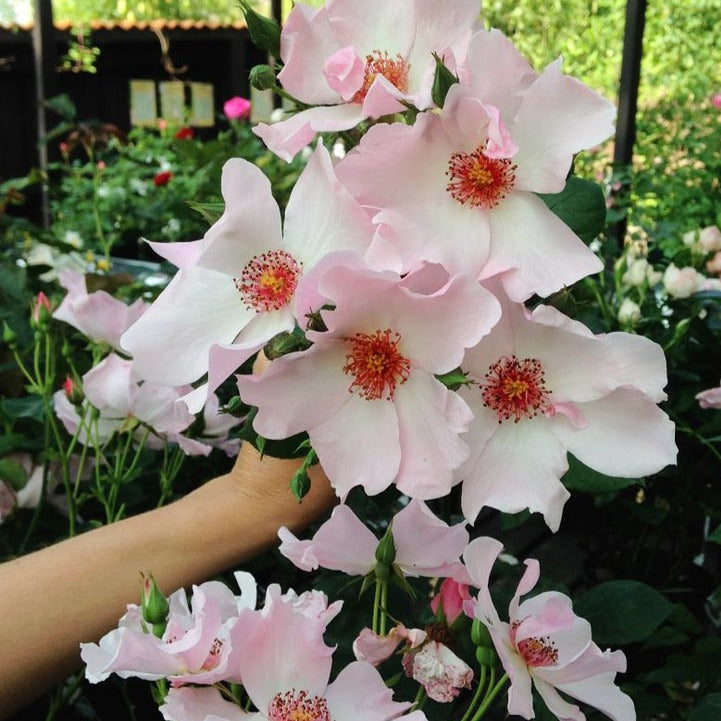 Dainty Bess Rose Bush