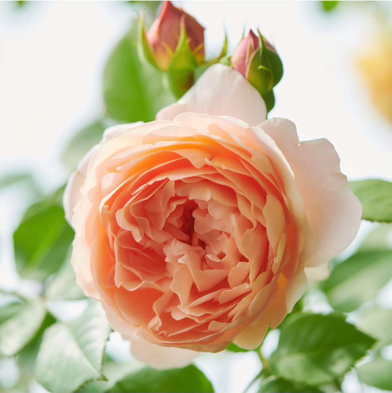 David Austin® Ambridge® Potted Rose Bush