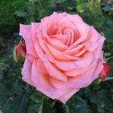 Elle® Potted Rose Bush