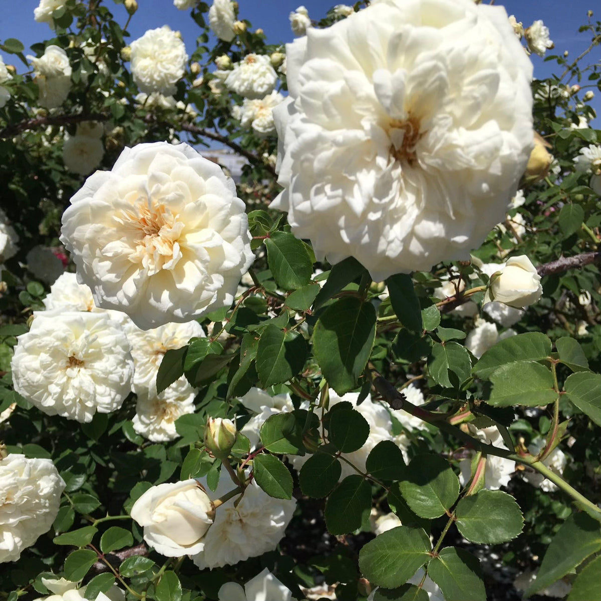 Sombreuil Potted Climbing Rose