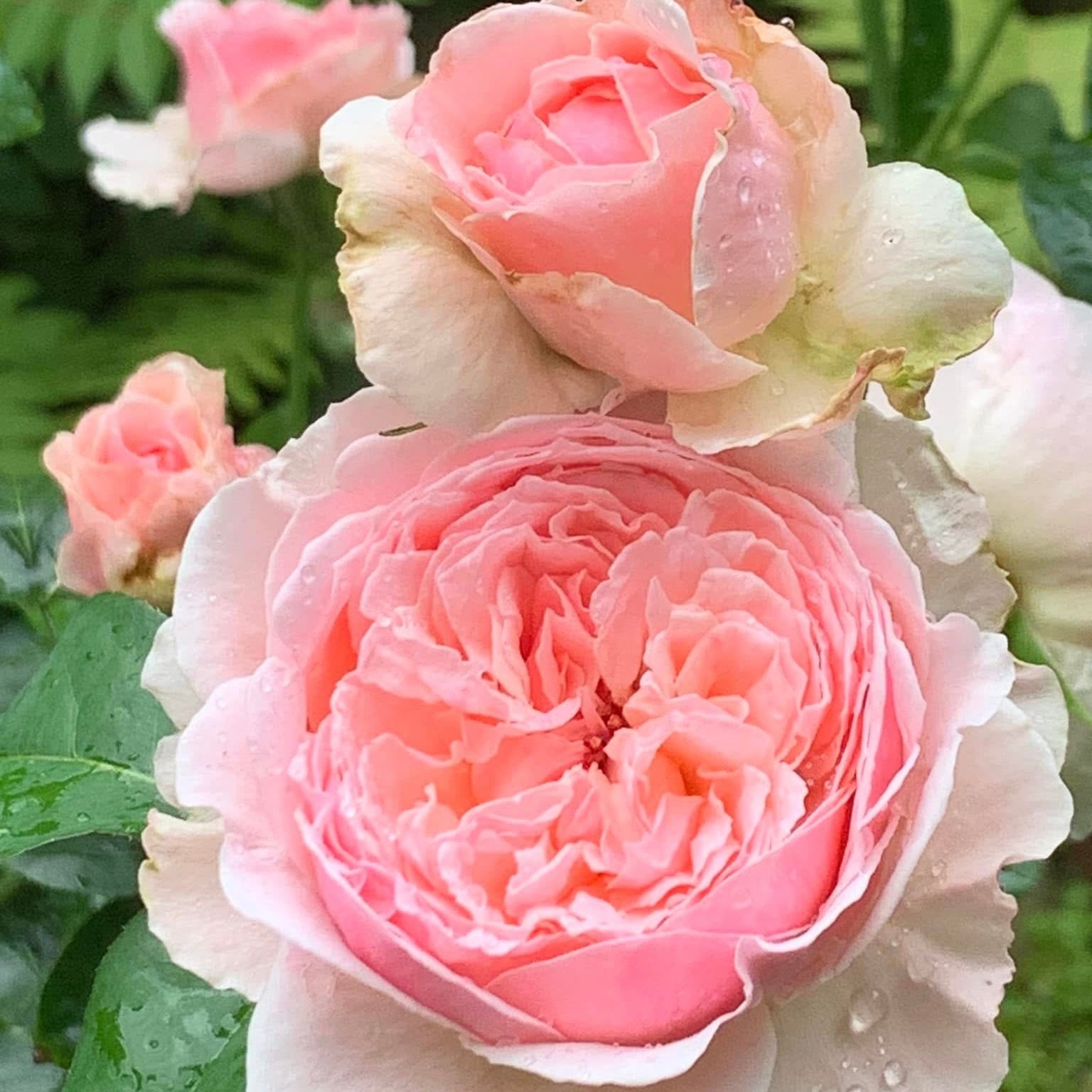 Wabara® Senlitsu® Potted Rose Bush