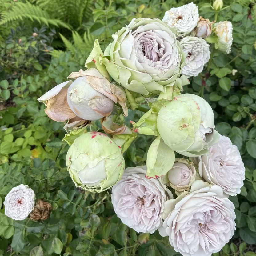 A cluster of pale green and white roses in bloom on a garden bed with mulch and surrounding foliage.