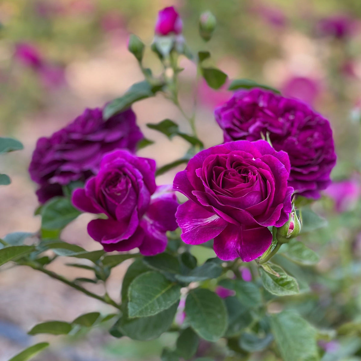 Twilight Zone™ 36" Tree Rose Bush