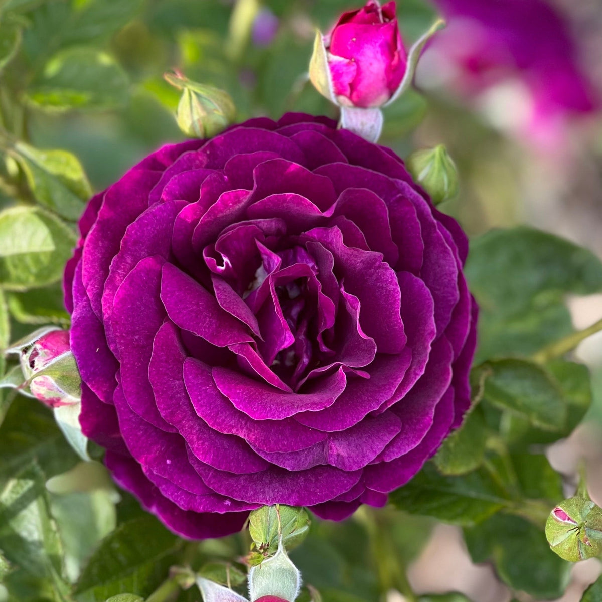 Twilight Zone™ 36" Tree Rose Bush